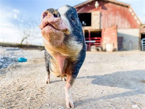 odd man inn|Odd Man INN Animal Refuge (@oddmaninn) .
